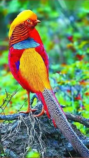 中国的国鸟是什么？为什么不能选丹顶鹤、朱鹮作为中国国鸟？
世界上的很多国家都有国