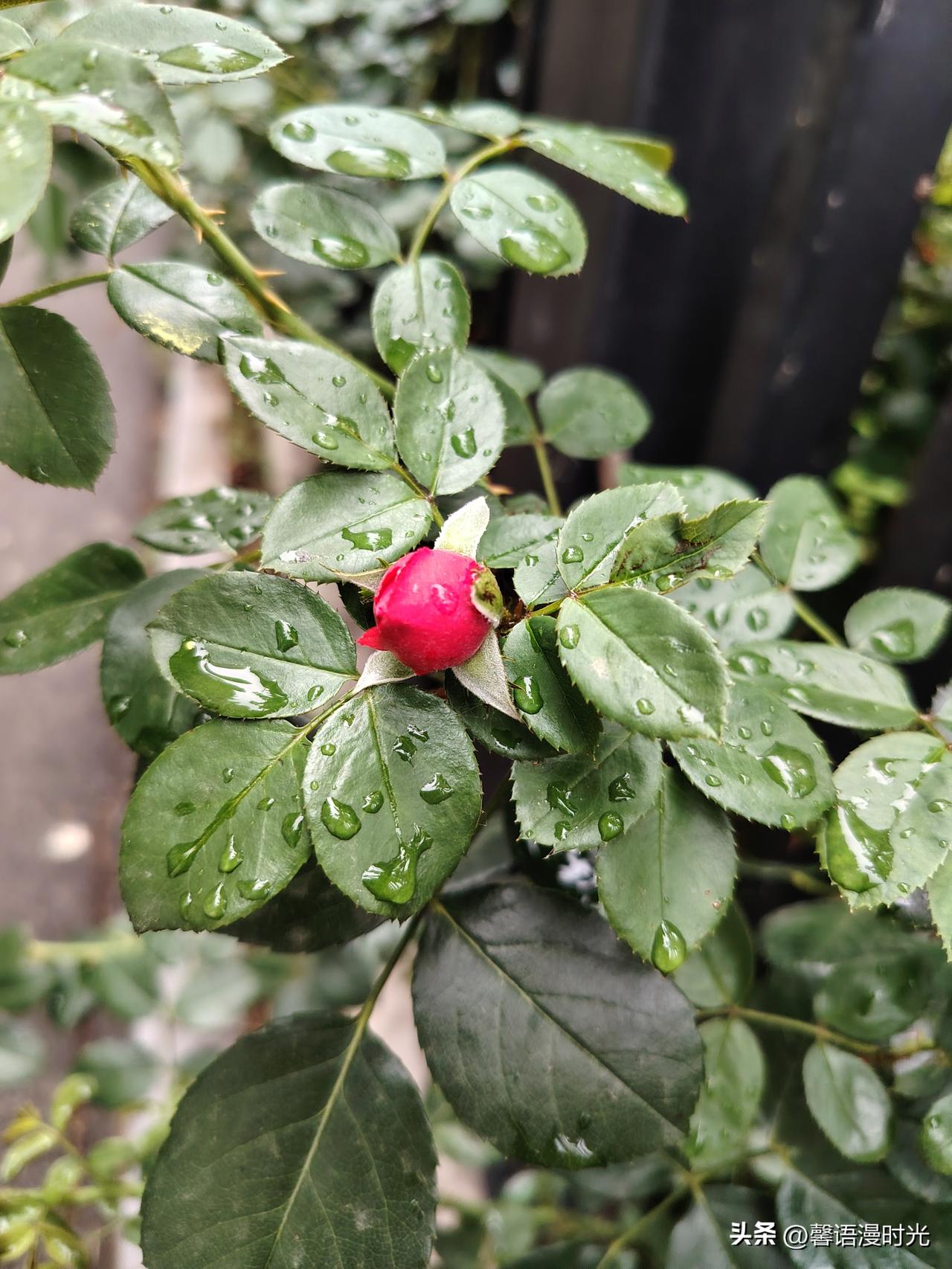 忘不了儿时
放学路上突降的
一场场骤雨
慌慌张张地
拽出书包里的雨布
撑开
任雨