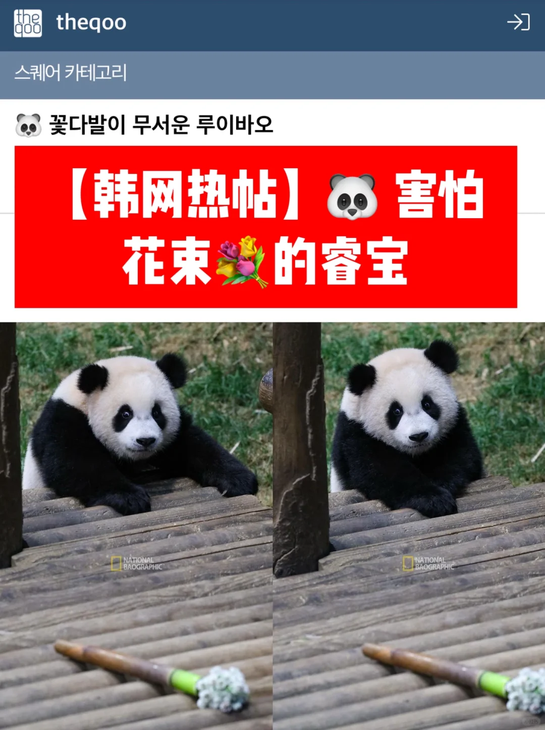 🔥韩网热帖｜🐼 害怕花束的睿（PS辉突破30kg）
