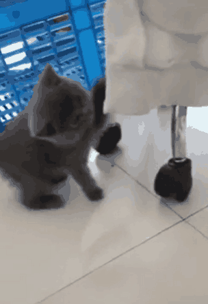 这小猫咪是天生反骨啊，瞧这不服气的眼神，哈哈，奶凶奶凶的