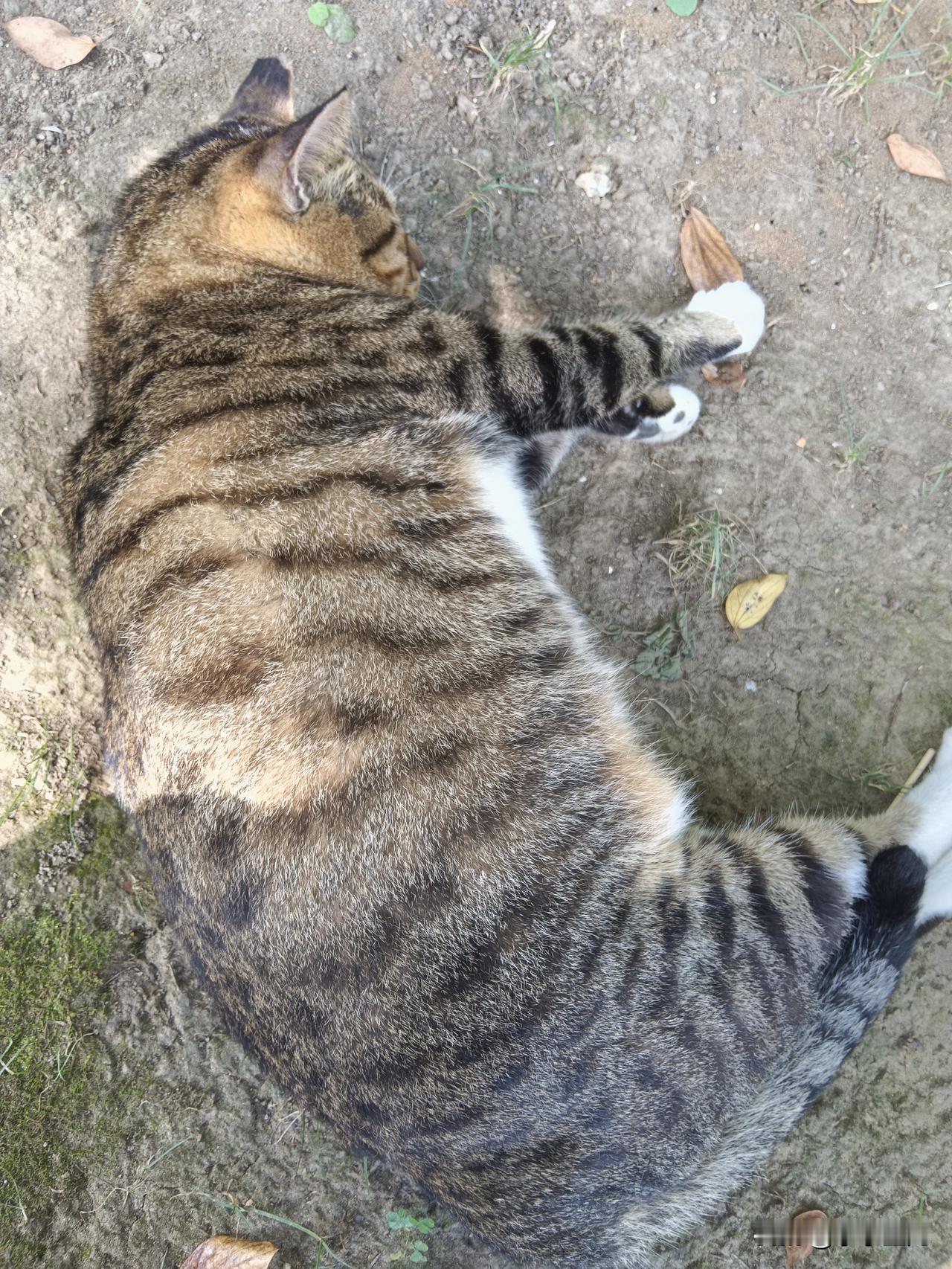 今天来公园玩
一进公园入口
就看见一只大肥狸花猫
在一棵小树下睡觉
真的是又大又