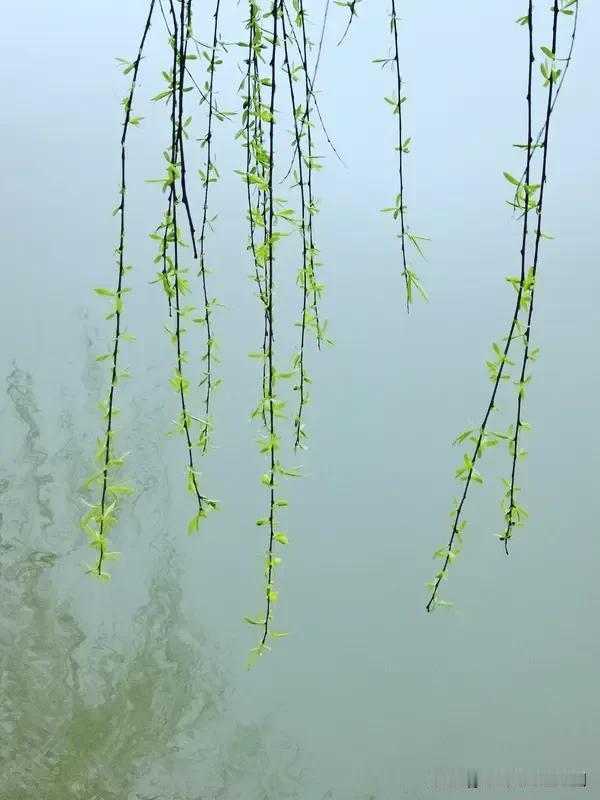 看到“雪落北国一片白”这个上联，瞬间就有了对下联的兴致。有人对“梅开南园满园香”