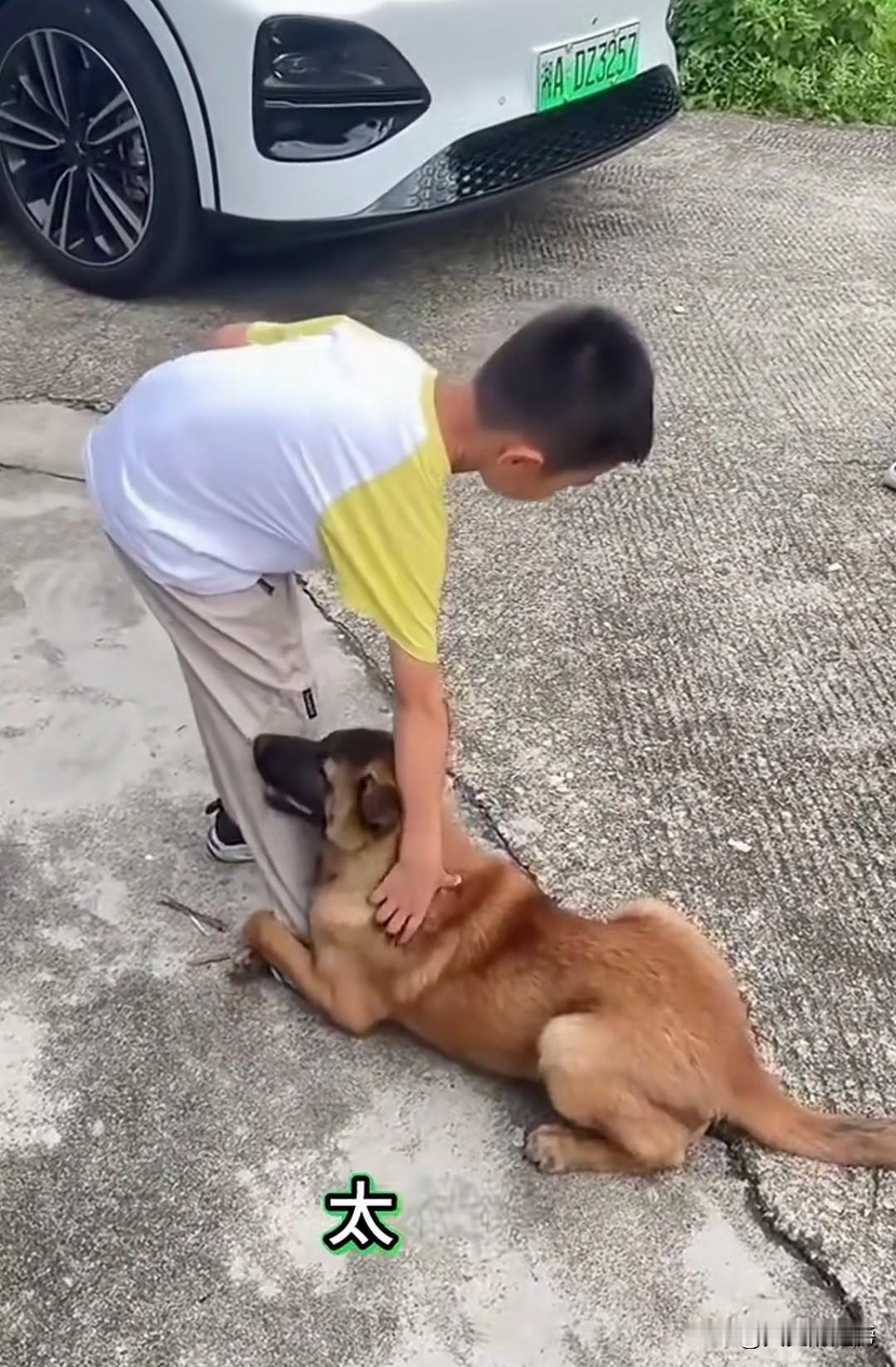见过老头老太太碰瓷的，没见过狗碰瓷的，这回被小男孩遇到了，狗狗被小男孩撞了，抱住