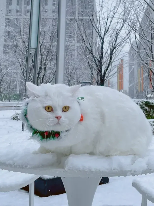 小可爱，你也在雪地里感受浪漫吗🐱