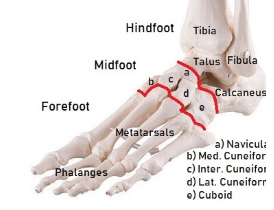 研究了一下midfoot 是这个位置……这里是怎么个扭法啊？？？ 