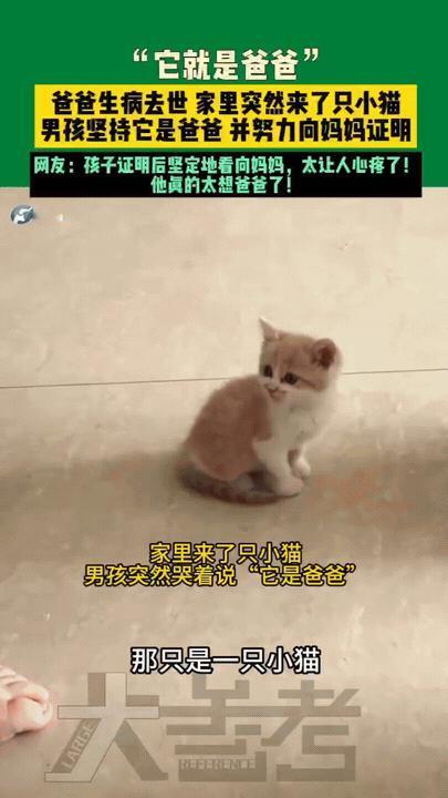 泪目！河南，男孩睡觉梦到了生病去世的爸爸“幻化”成了一只猫，结果第二天家里还真的
