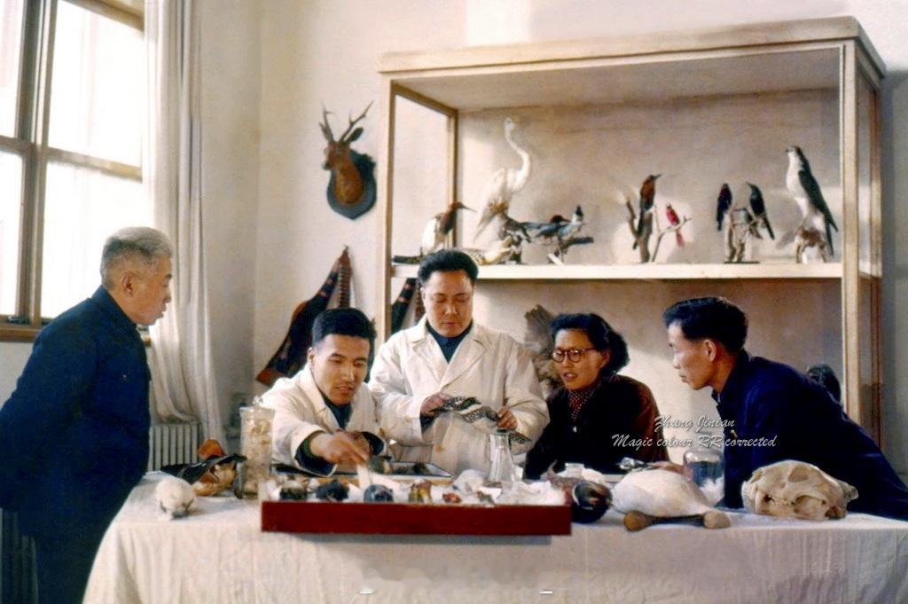 1959 北京北京自然博物馆的专家们在进行标本鉴定早安#幻彩京味传奇# ​​​