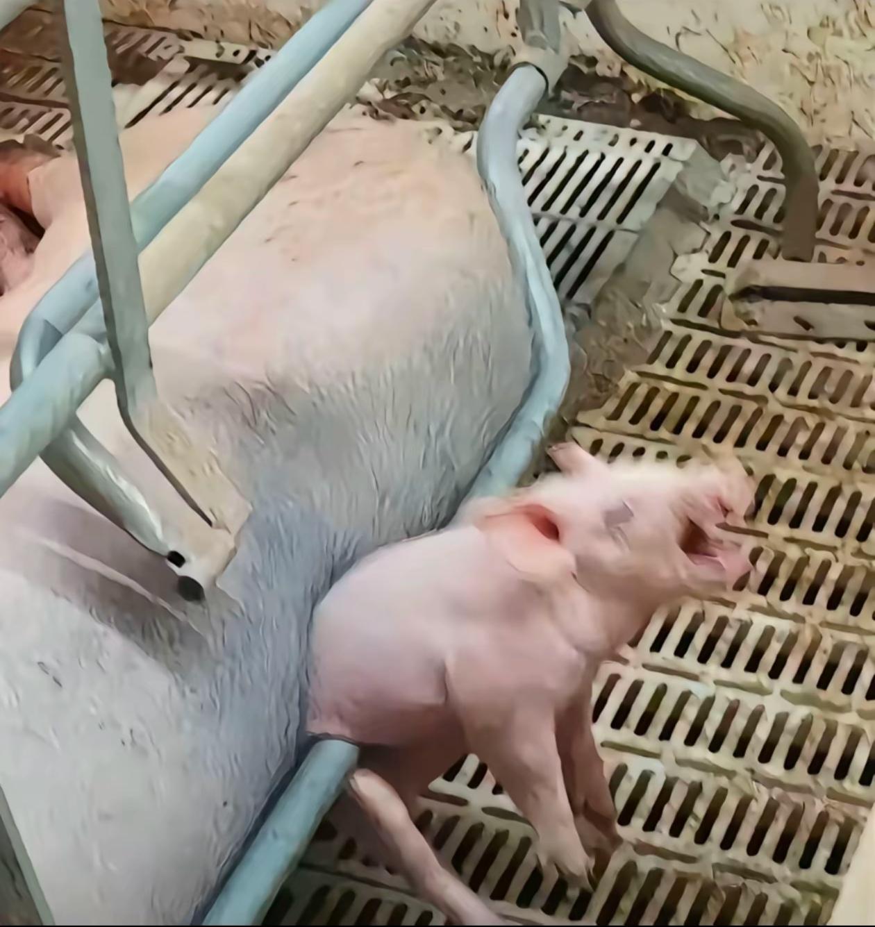 三年级孩子的夜晚，每天被作业填满。
放学到家6点半，吃完晚饭7点整。写字桌前一落