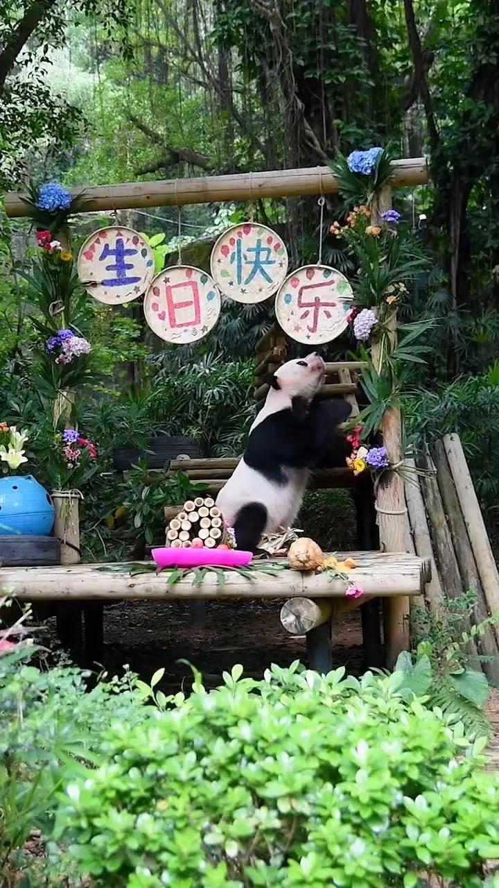 生日快乐🎂可爱的大熊猫🐼 深圳野生动物园熊猫秋滨23岁啦🎂园方还给他搞了个