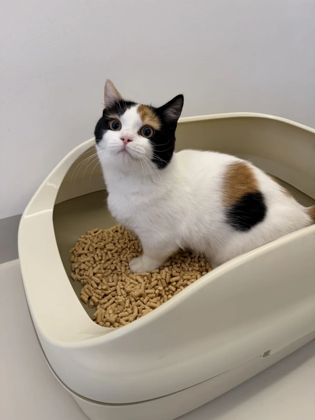 小咪亲选猫砂盆