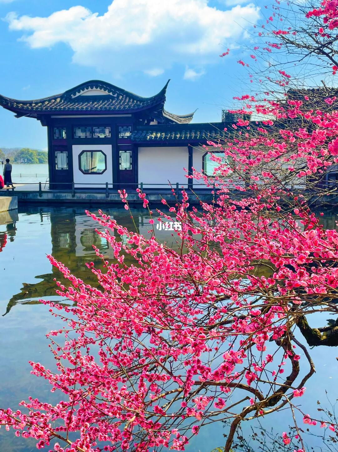 杭州梅花要开了‼️收好这条西湖赏梅路线