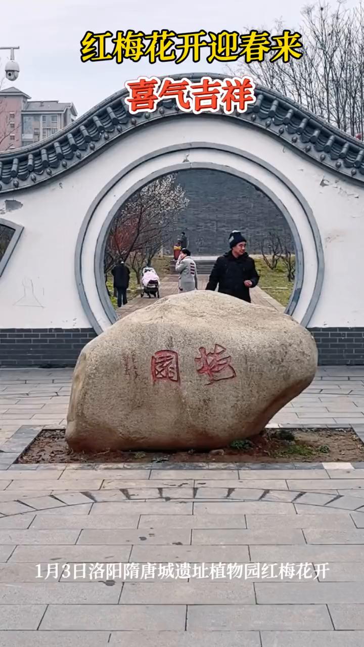 红梅花开迎春来，喜气吉祥。
1月3日洛阳隋唐城遗址植物园红梅花开。