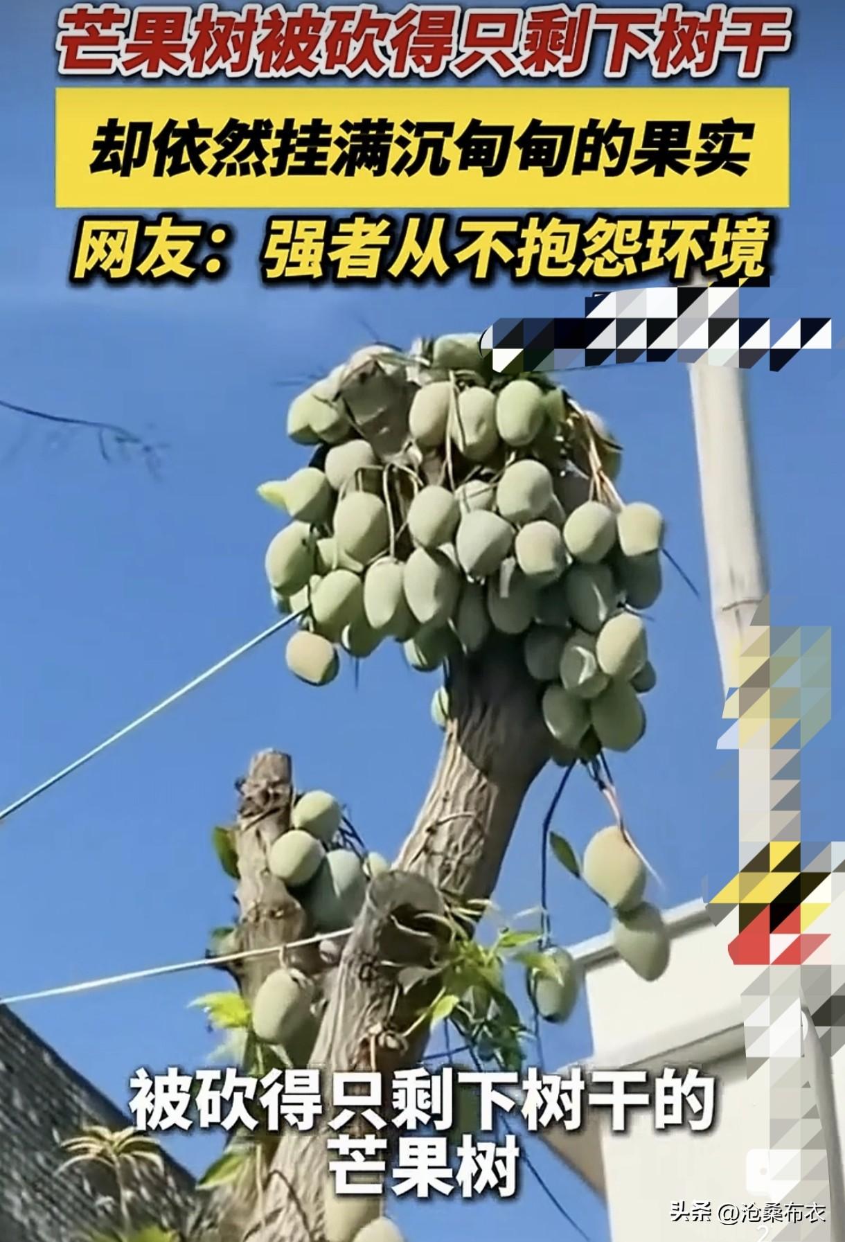 这是什么原因？树也有思想，人把树枝都砍了，树认为生命遭受威胁就会调动全身力量结果