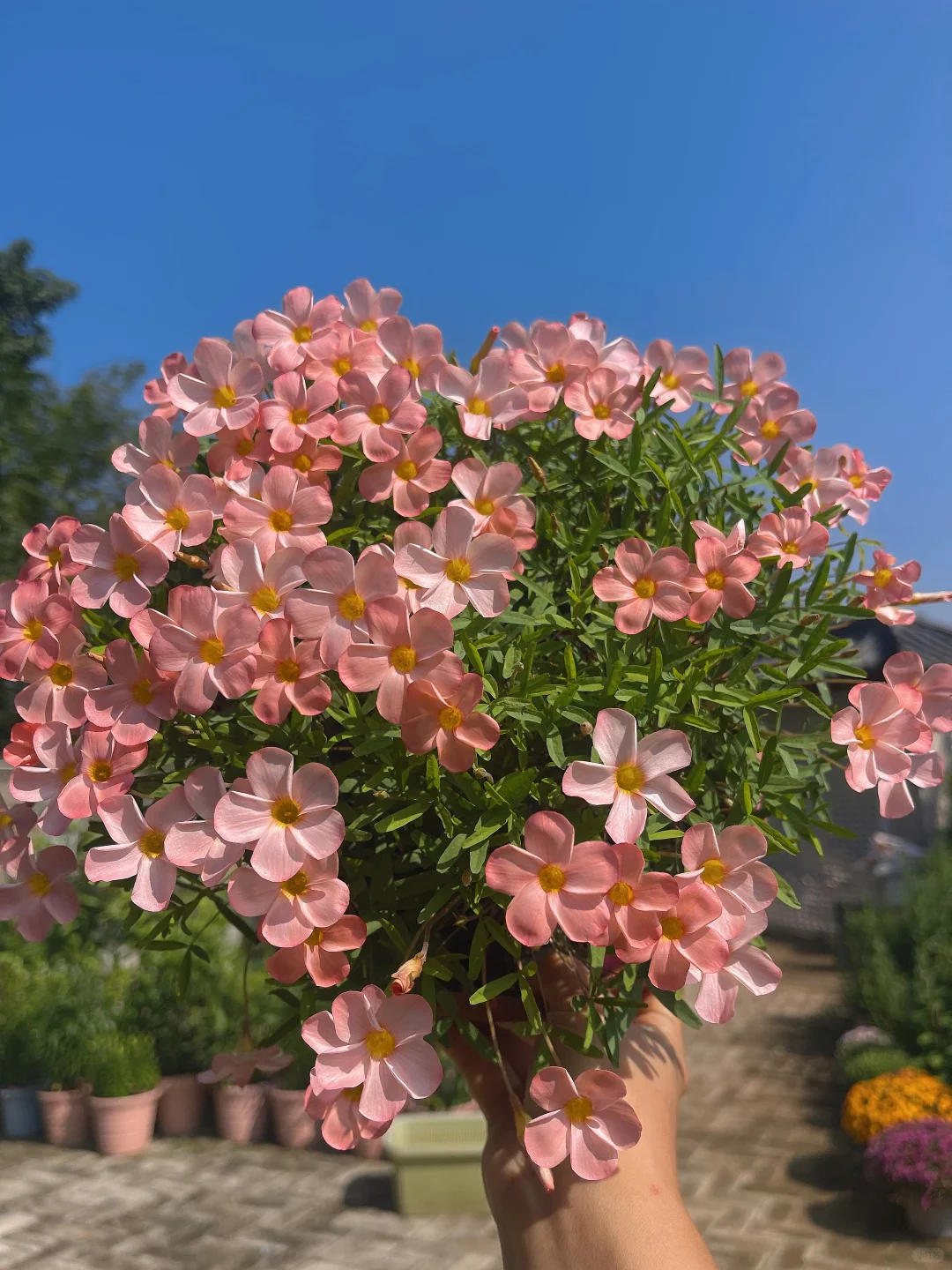 早花酢浆草开始了