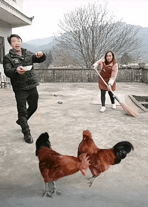 一对夫妻养了两只大公鸡🐓。这天，两口子打算把这两只公鸡杀掉。女人正拿着一把扫帚