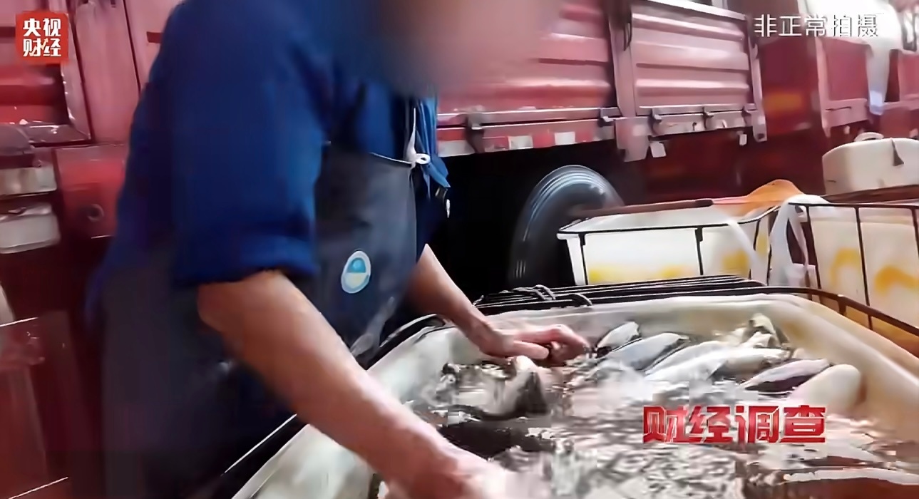 央视曝活鱼被人为麻醉乱象还有什么能吃？这要做鱼生了可咋办？活鱼被喂麻醉剂后流向餐
