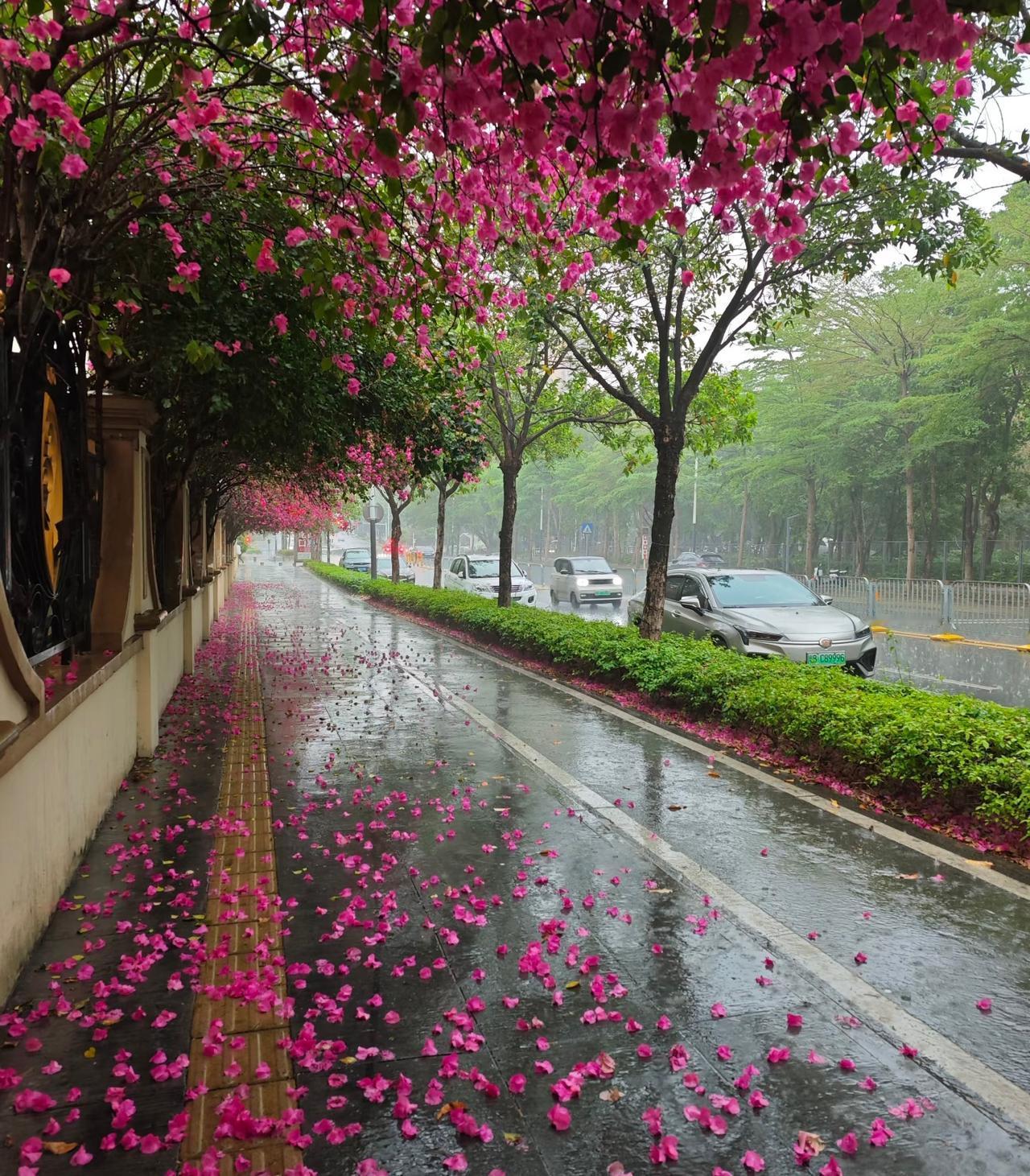 真的会被这样的场景美到落泪😭
雨天的街道本是寻常模样，
却因满树繁花的飘落，