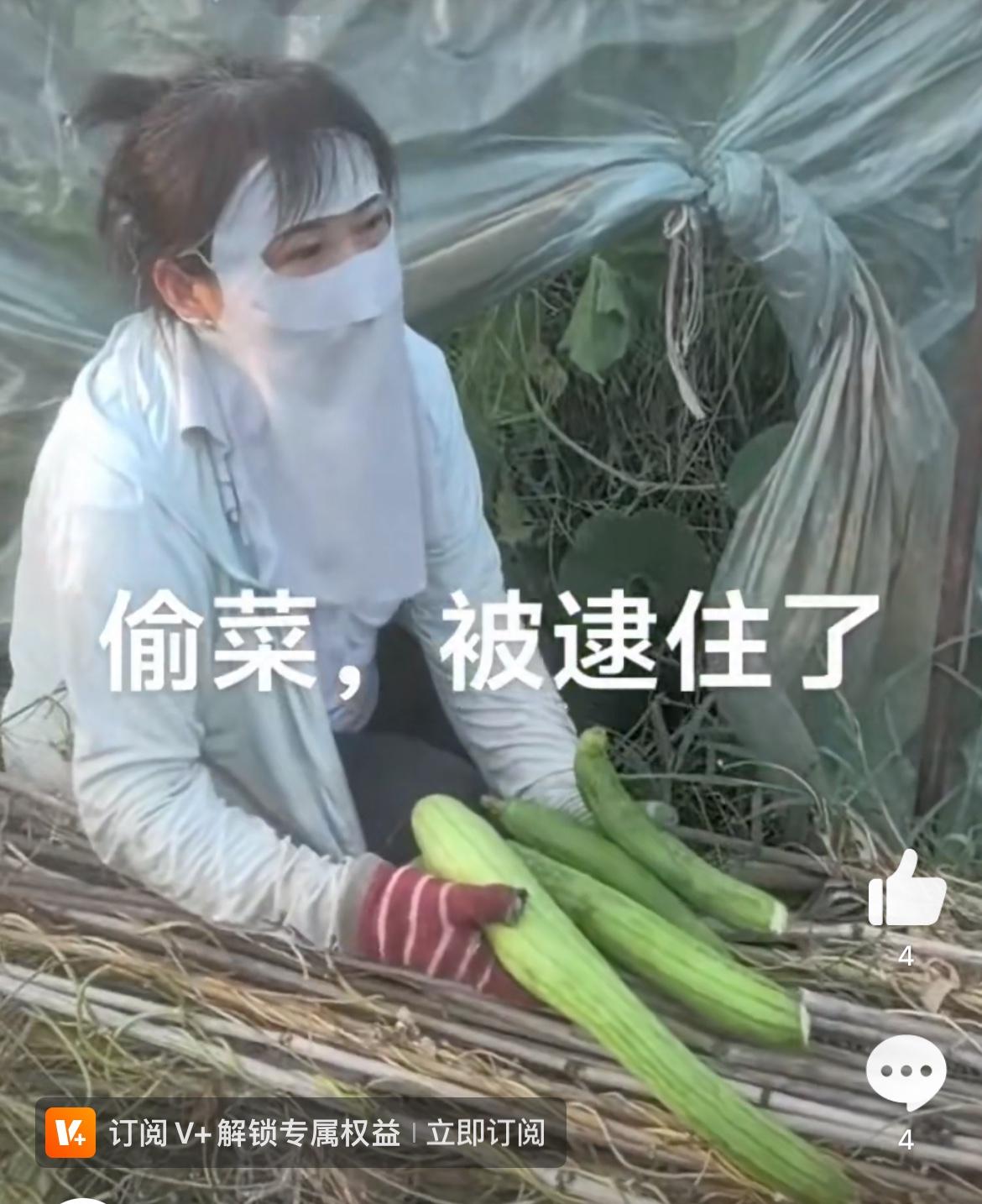 河南妙龄女子偷菜被抓现行，虽然蒙着面，认识她的人应该一眼认出来。被东家逮到了，女