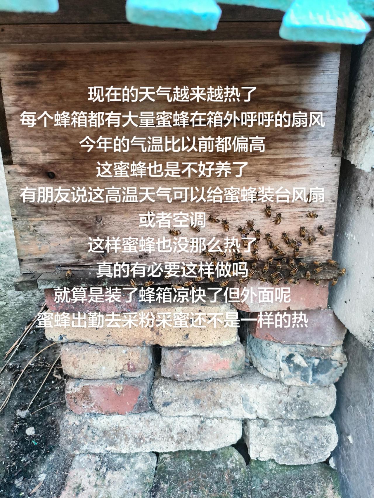 现在的天气越来越热了
每个蜂箱都有大量蜜蜂在箱外呼呼的扇风
今年的气温比以前都偏
