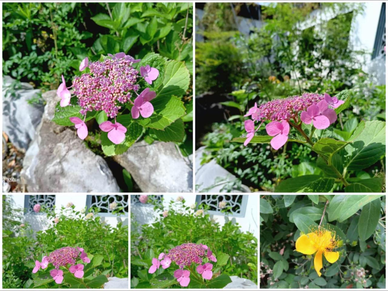 画面中粉色花朵是绣球花 ，其花色丰富，花型饱满，常作为观赏花卉种植于园林或庭院。