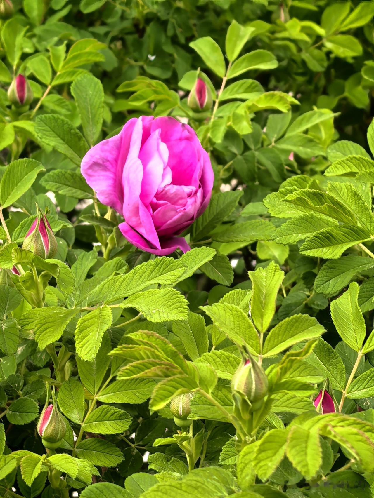 一个繁茂的季节已来临。五月，你好！