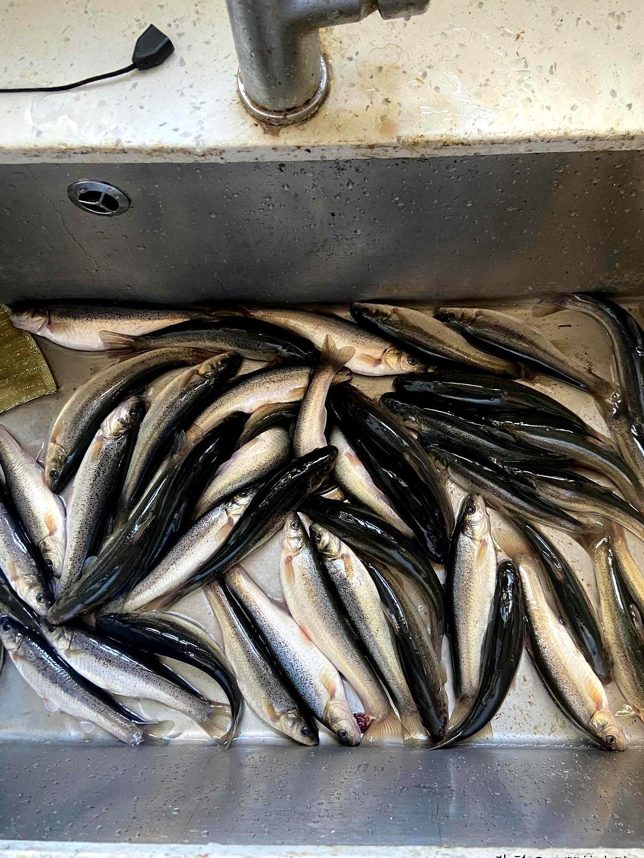 今天老公的渔获，问题是他老往家里捎鱼可从来不帮着收拾出来。。  
 

他今儿还