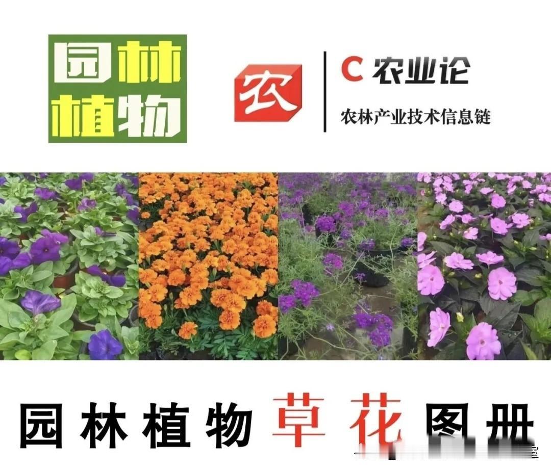 《园林植物草花图册》拾页01