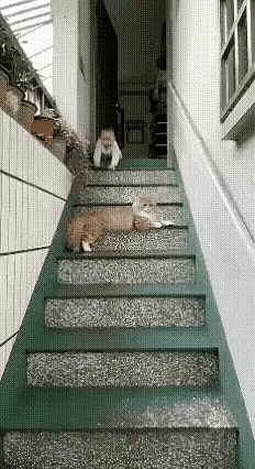 动物都是有灵性的[赞]