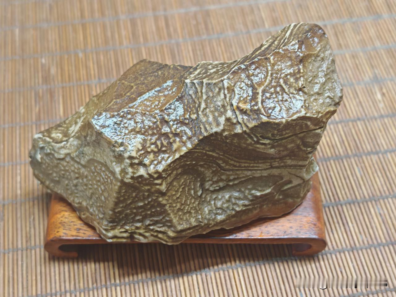 这是块什么化石亿万年前化石 奇观化石 软颈椎动物化石 远古树木化石 地砖上的化石