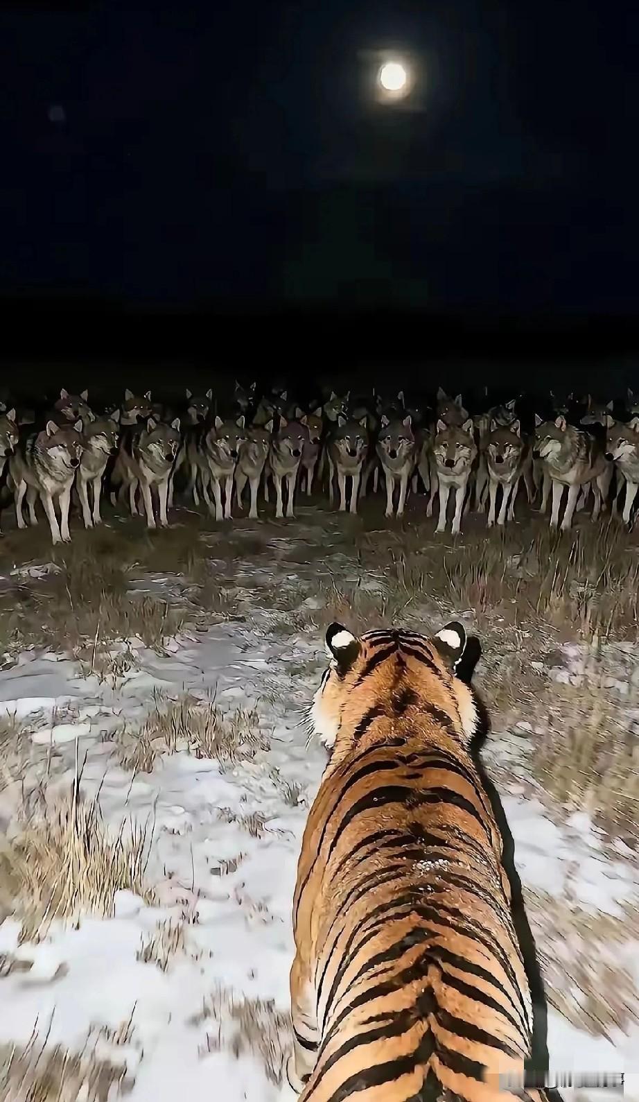 美国拿光刻机说事指责荷兰，荷兰不敢对美置喙，反倒转头拿涉疆议题抹黑中国；美国炒作