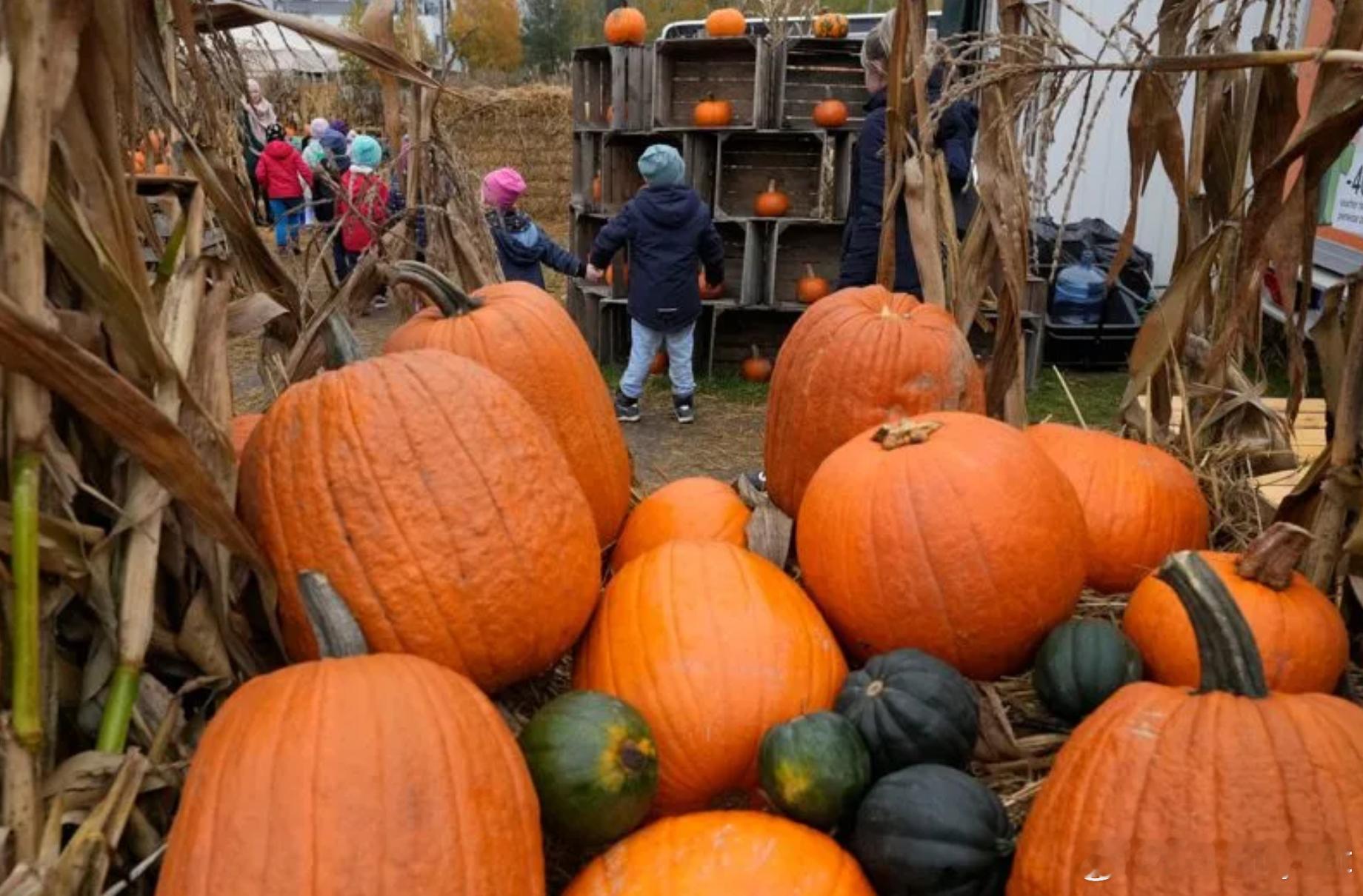 【巨无霸南瓜热潮再起：1279公斤创纪录，优良种子拍出逾千美元】 追求超大型南瓜