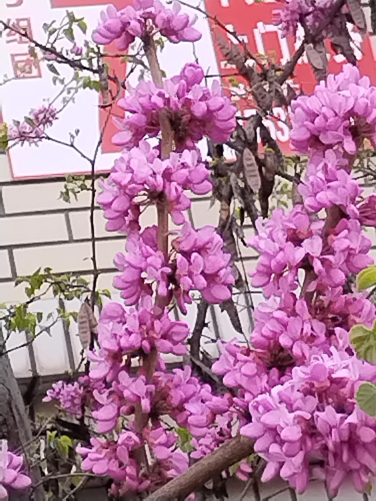 春日生活打卡季