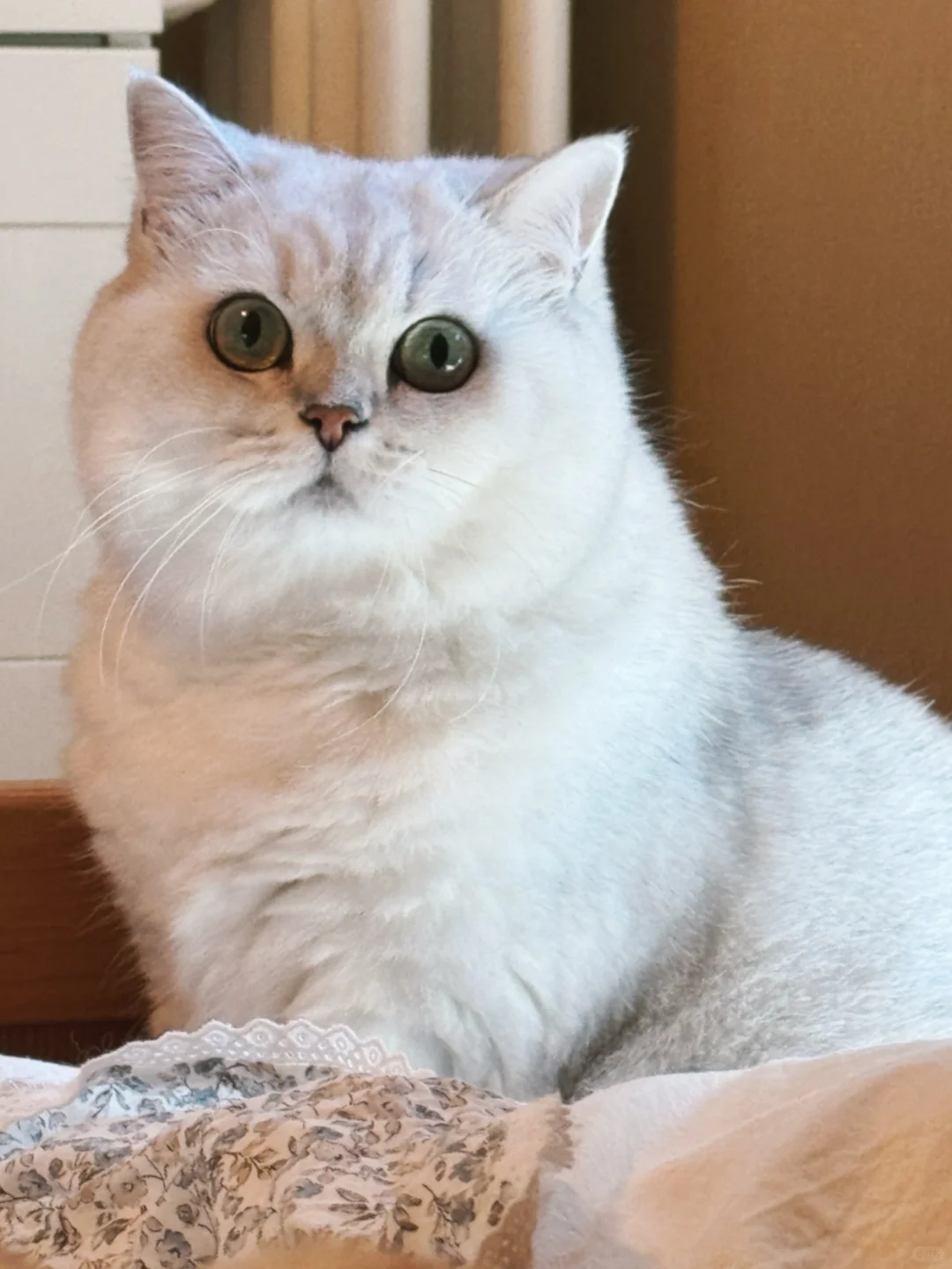 🎂生日快乐宝宝🐱