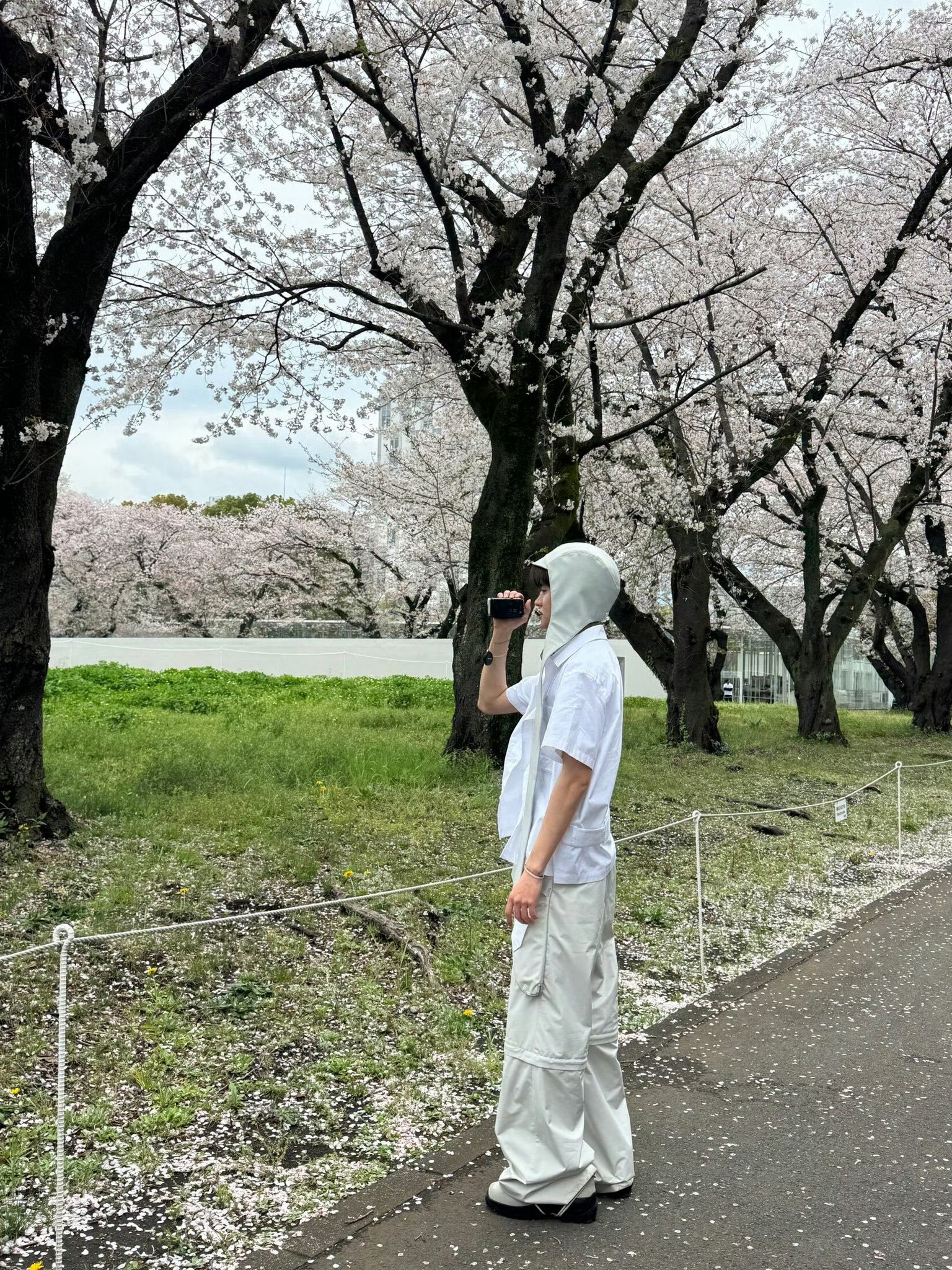 正规一的宣传白玉兰➕紫玉兰mini二的宣传樱花🌸 