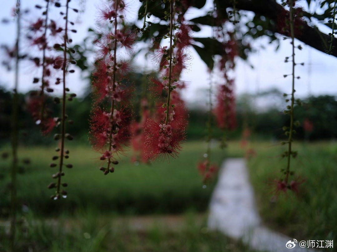 早安每一天，新周快乐，献上美美的落花.红花玉蕊红花玉蕊 富士GFX50S EF4