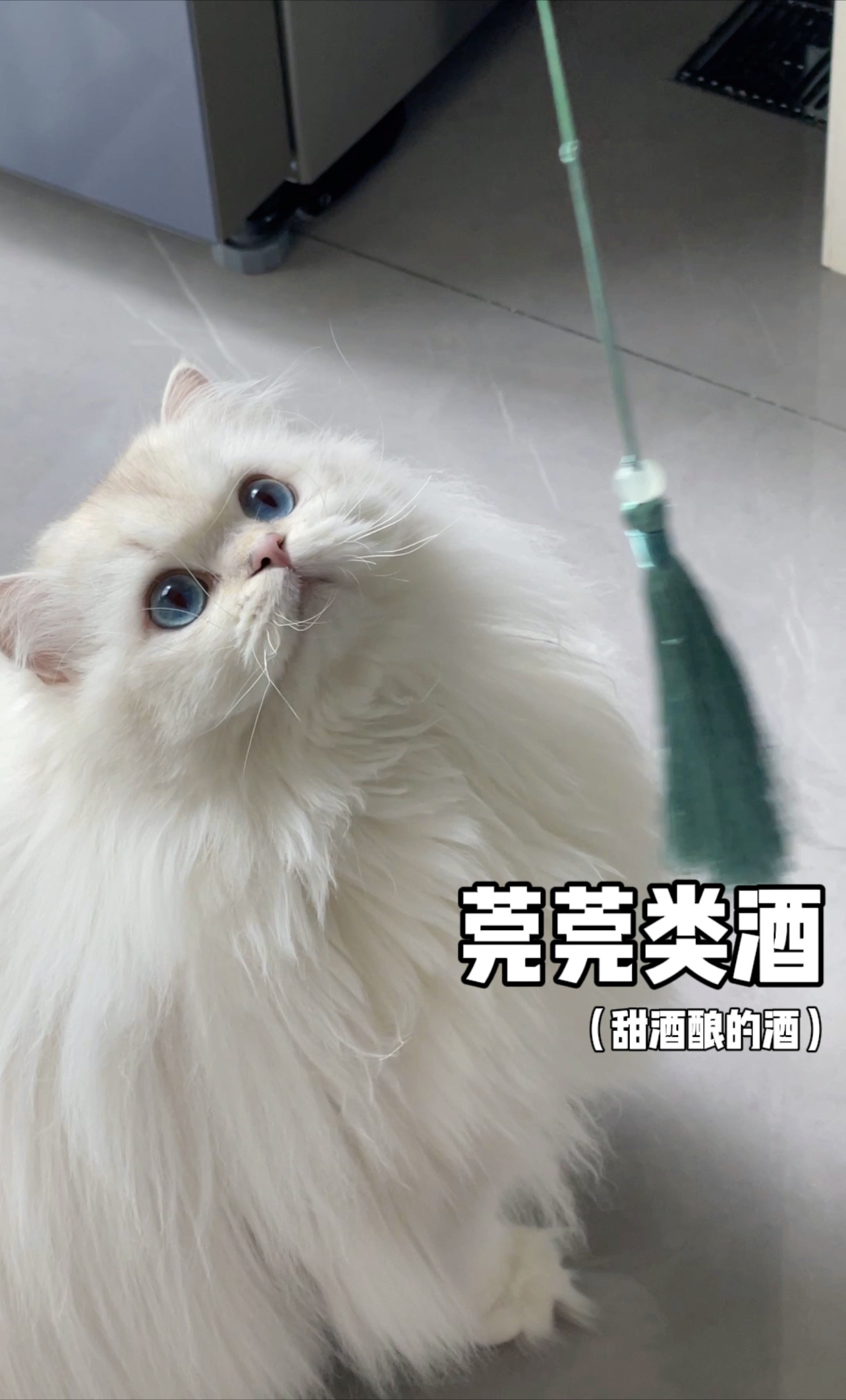 超美！！！#英国长毛猫##辣椒家新家回访##银点# ​​​