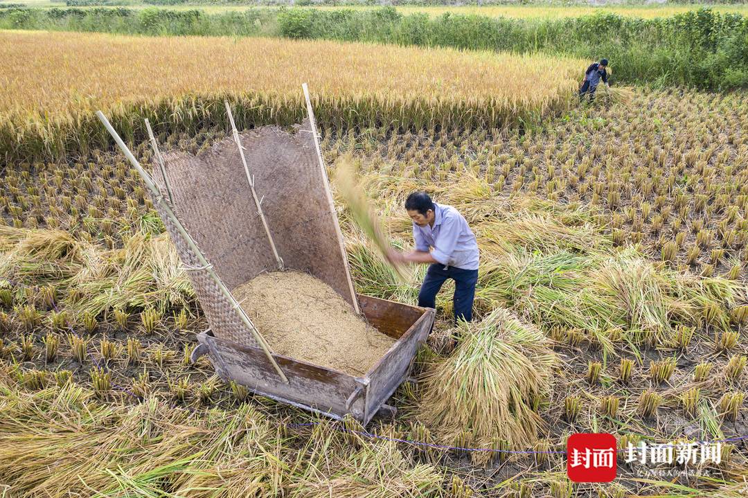 粒粒皆辛苦! 避高温7旬夫妇凌晨三点收稻谷