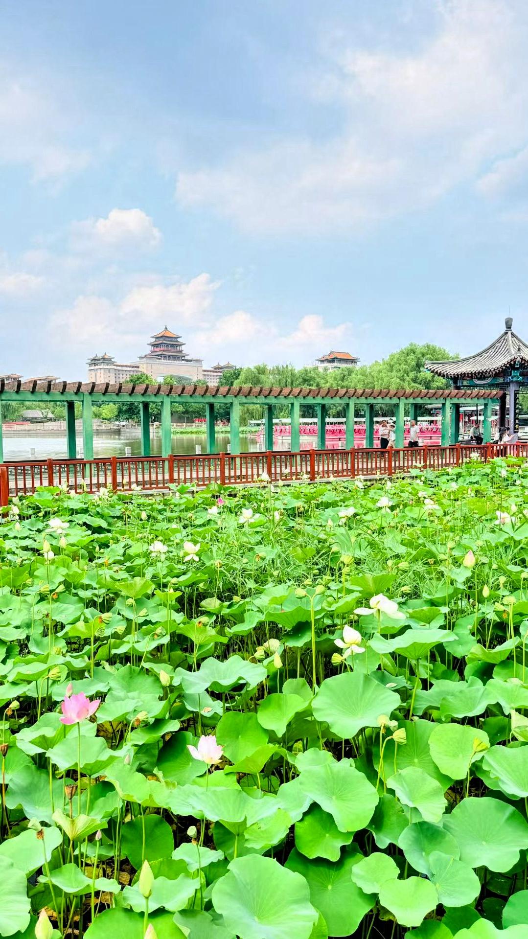 [彩虹]夏日荷塘，粉荷盛开，古风长廊，人间仙境🌸🏞️🏯