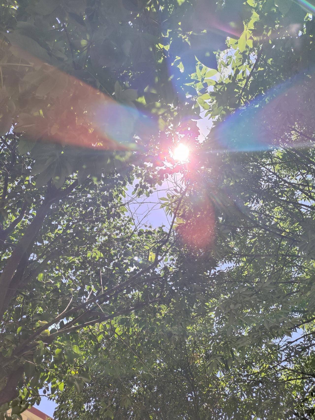 真心话茶局阳光穿过层层叠叠的绿叶，晕开一圈温柔斑斓的光晕。燥热的夏日里，一树浓荫