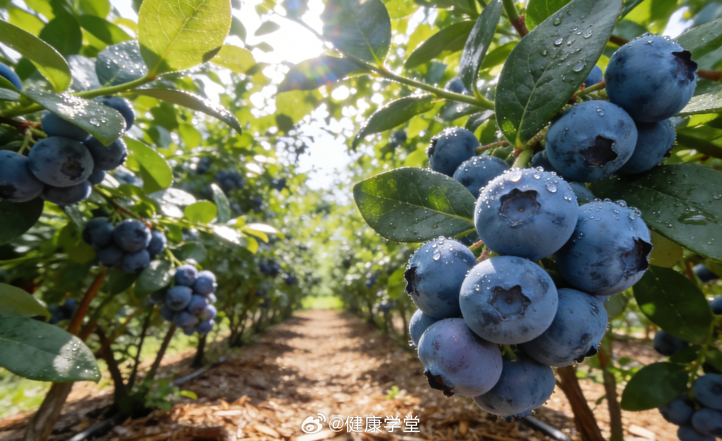 蓝莓价格大跳水了  蓝莓价格跳水，对注重健康的人群是重大利好。它富含花青素，对视