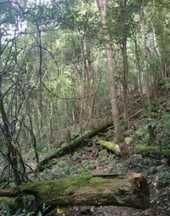 如果发生战争躲在山里安全吗？这么说吧，逃山者能十存七八，但逃湖者只能十存一二。往
