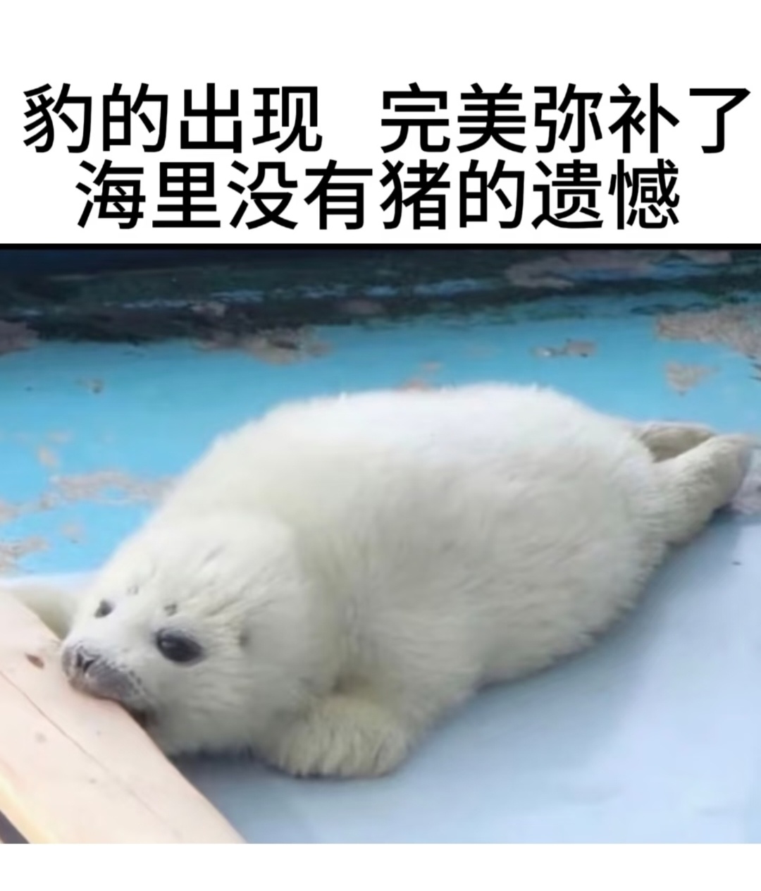 萌到你真是豹歉哇 