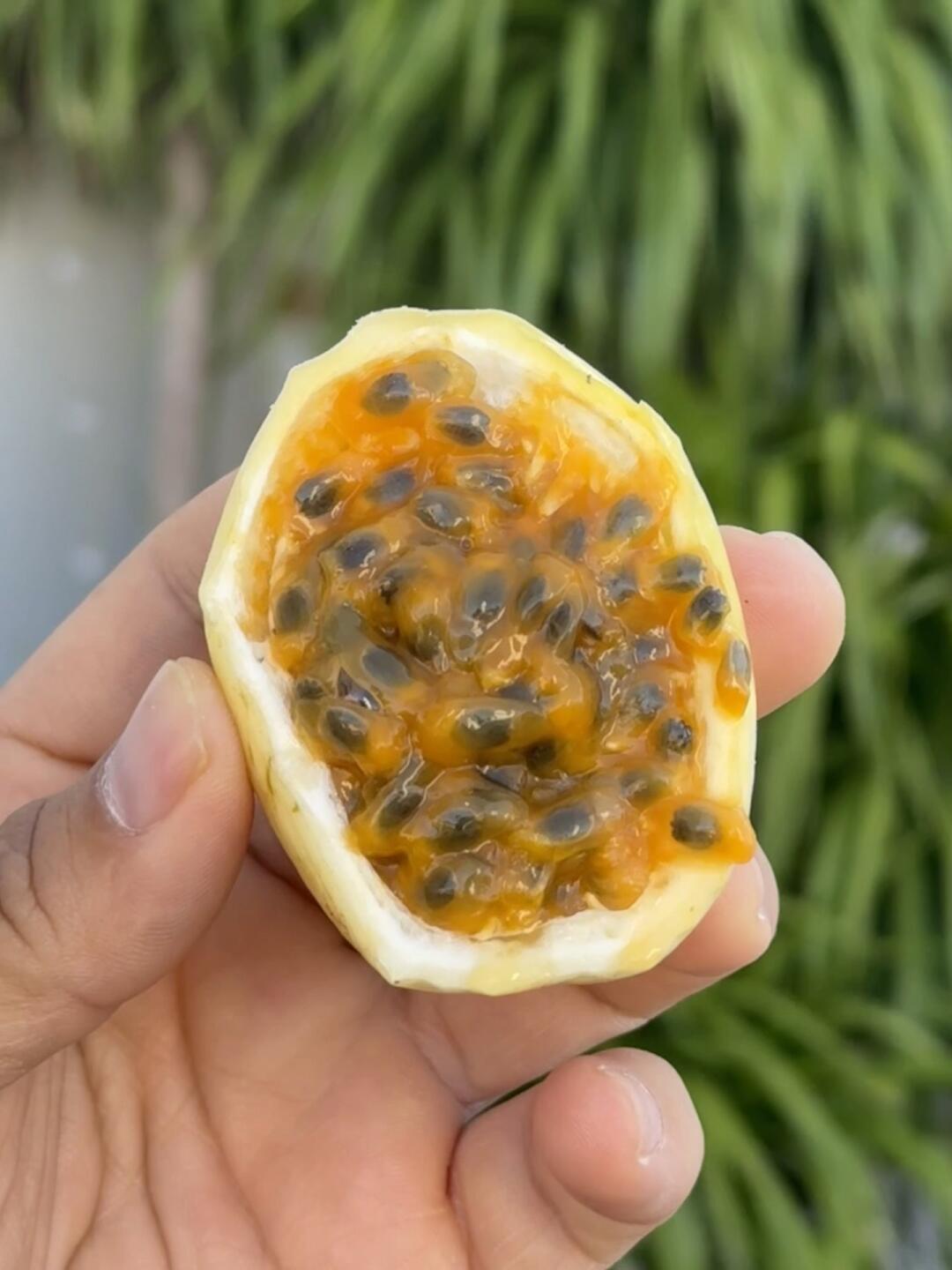 这百香果…居然甜🉐流蜜❗️