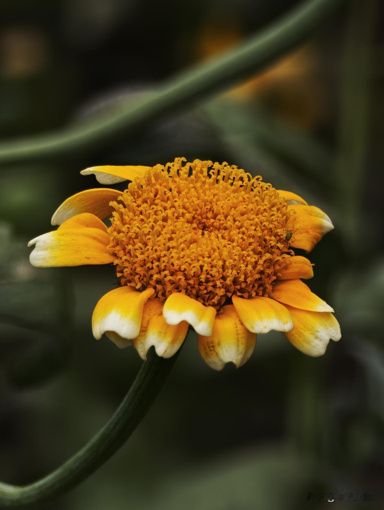 春天户外踏青拍花花草草的好时光，微距下的小向日葵怒放着生命！