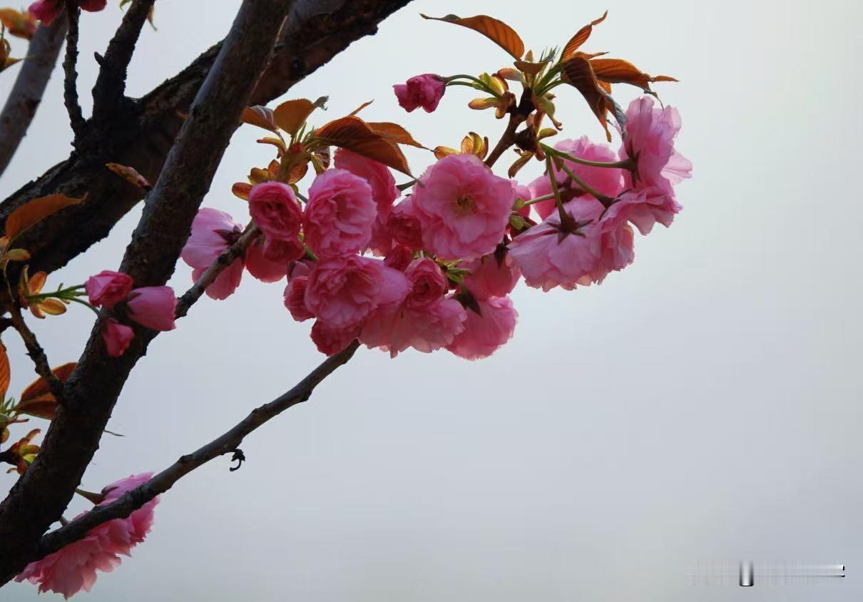 多瓣樱花与单瓣樱花哪一个更美？我还是喜欢晚樱而不是单瓣樱花。为什么？因为单瓣樱花