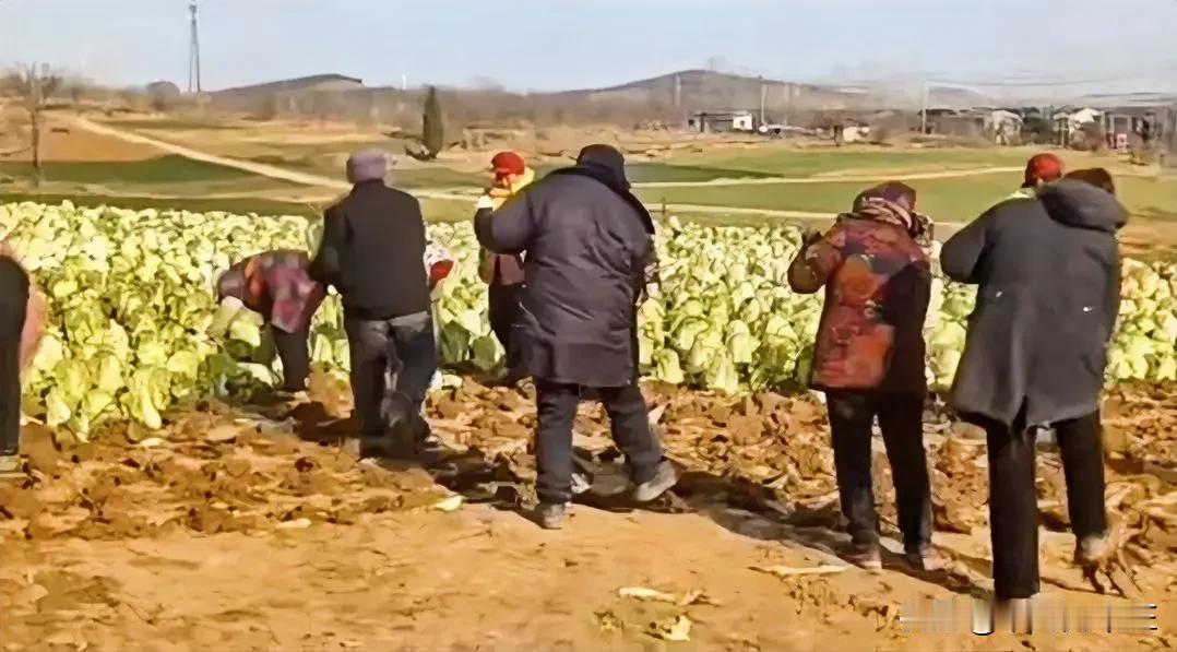 江苏邳州市发生大白菜种植事件的后续调查报告

近期，一则关于邳州市种植大白菜的事