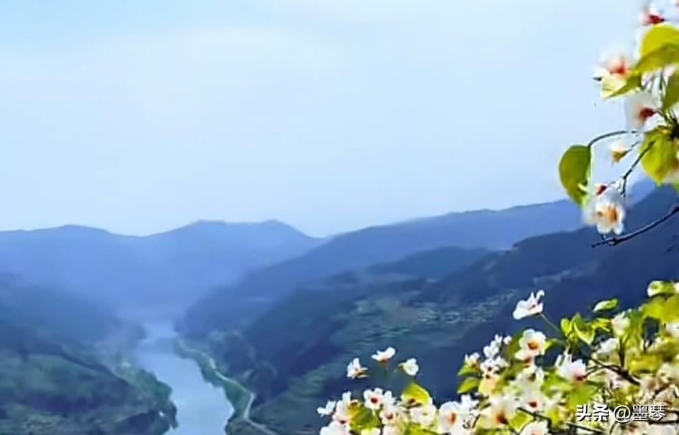 沁园春.江影桐花

墨琴

雨歇新晴，翠壑流香，一岭纷琅。叹苍溪如带，千峰峻涌；