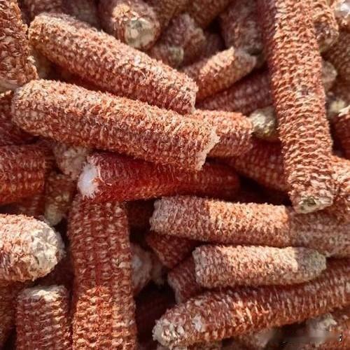玉米芯的作用可大了
记得小时候可以用它烧火做饭
取暖，烤红薯，烤火
有人还用它刷