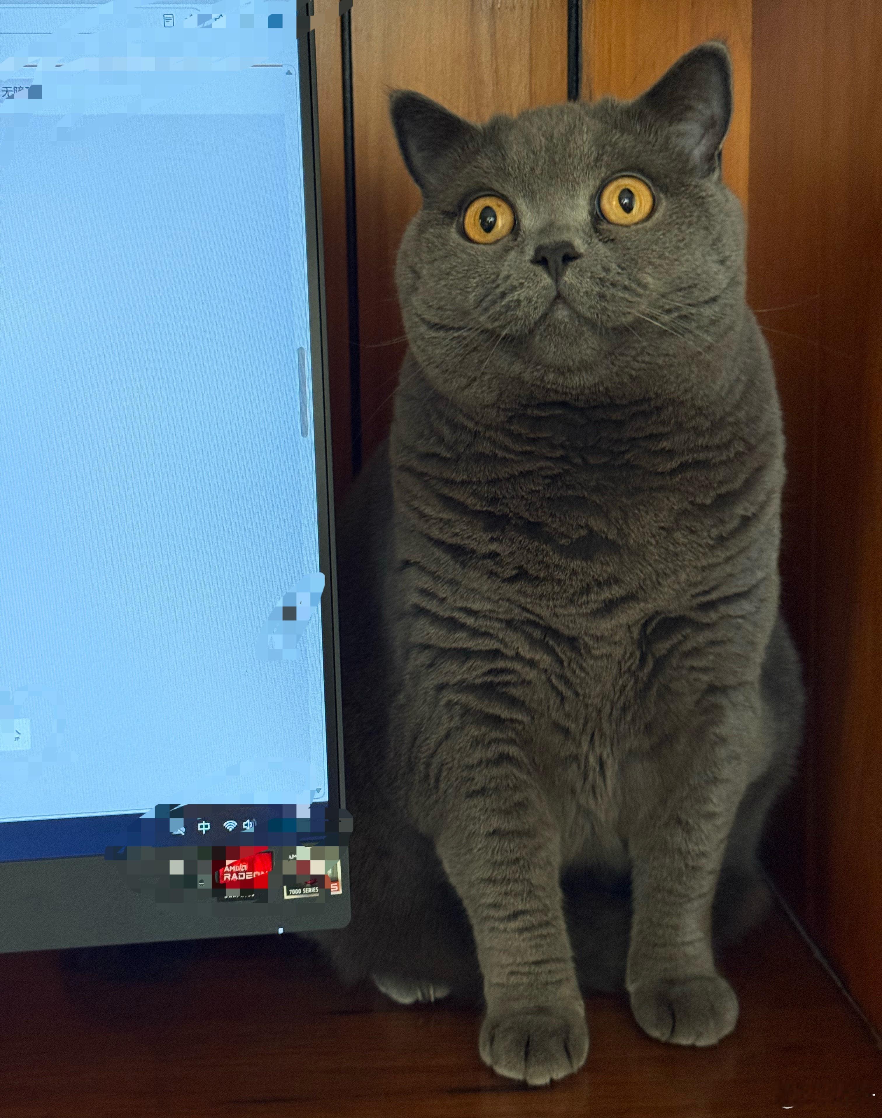 猫猫喜欢电脑。 