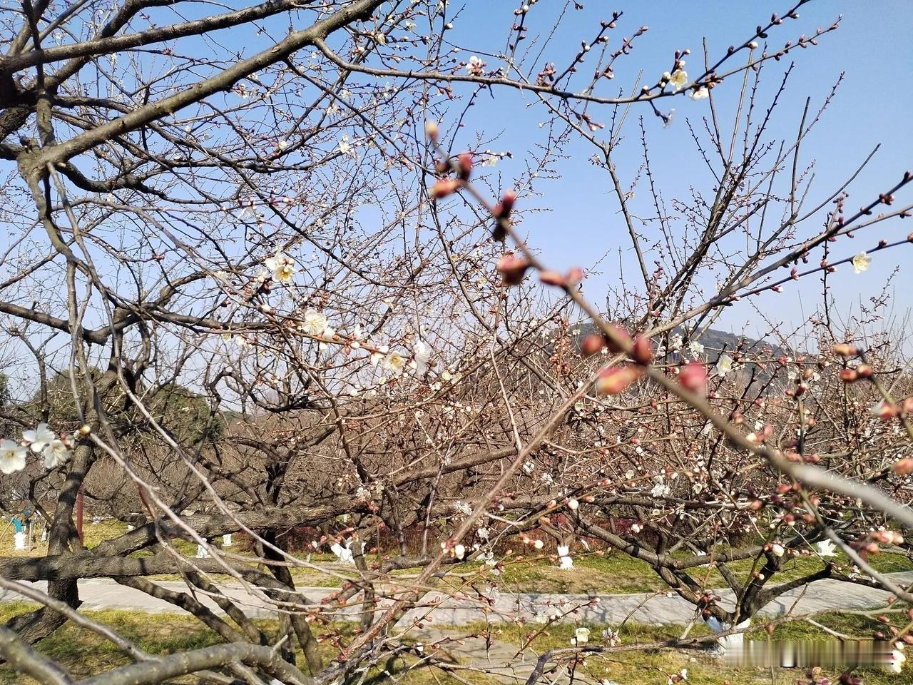 《梅花初绽》
        己巳新春，我独往超山寻梅。山径寂寂，偶有鸟鸣，清脆